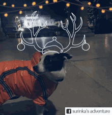 Dog Antlers GIF - Dog Antlers Christmas GIFs