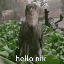 Hello Nik Nik GIF - Hello Nik Nik GIFs