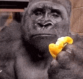 Paragwontbms Gorilla GIF - Paragwontbms Gorilla GIFs