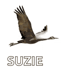 Crane Suzie GIF - Crane Suzie Flying GIFs