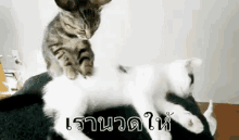 แมว นวด แมวนวดแมว ตลก GIF - Cat Massage Massaging GIFs