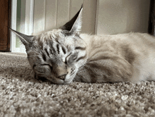 a cat is sleeping on the floor with its eyes closed