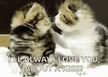 Kitten Cat GIF - Kitten Cat Kisses GIFs