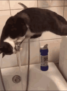 Cat Water GIF - Cat Water Fail GIFs