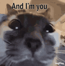 a cat is looking at the camera with the words `` and i 'm you '' written above it .