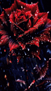 a poster with a red rose and the word community on it