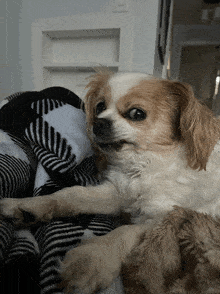 Funny Dog Glare GIF - Funny Dog Glare Say What GIFs