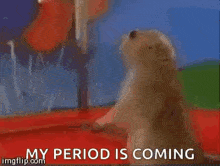 a close up of a groundhog with the words `` my period is coming '' .