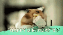 Happy Birthday Hampster GIF - Happy Birthday Hampster Cake GIFs