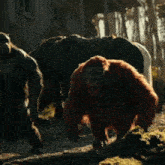 a group of monkeys walking down a dirt road
