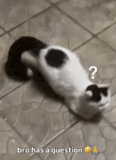 a black and white cat laying on a tiled floor with a question mark above it