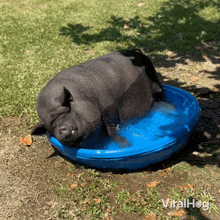 GIF