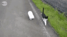 a black and white cat is walking down a road next to a white dog .