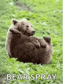 Lazy Lol GIF - Lazy Lol Bear Fart GIFs