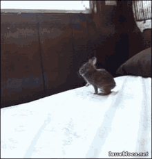 Rabbit Bed GIF