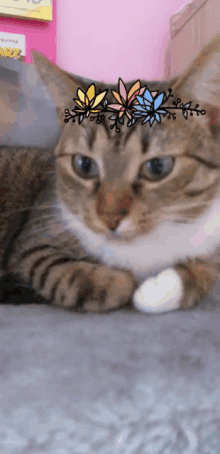 Tlustyczwartek Cat GIF - Tlustyczwartek Cat GIFs