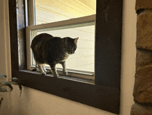 a cat is standing on a window sill and looking out