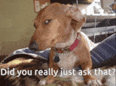 a dachshund is sitting on a bed with the words did you really just ask that