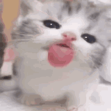 Cat Kiss GIF - Cat Kiss GIFs