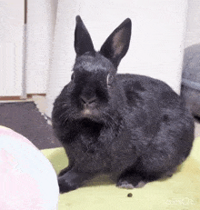a black rabbit is laying on a green blanket next to a pink ball