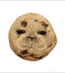 a cookie that looks like a seal 's face