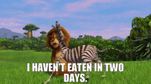 madagascar alex the lion i havent eaten in two days i havent eaten hungry