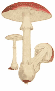 mushroom amanita