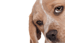a brown and white dog with a white stripe on its nose