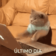 Ultimo Dia Typing GIF - Ultimo Dia Typing Cat GIFs
