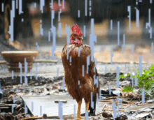 Chicken Rain Rain Chicken GIF
