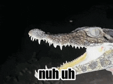 Crocodile Nuh Uh GIF - Crocodile Nuh Uh Nuh Uh Meme GIFs