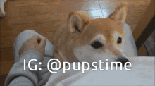 a dog laying on a person 's lap with ig @pupstime written on the bottom