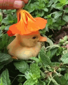 Duck Flower GIF - Duck Flower Hat GIFs