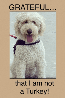 Goldendoodle Dog Memes GIF - Goldendoodle Dog Memes Funny Dog Memes GIFs