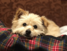 Mitsy Dog GIF - Mitsy Dog Cute Dog GIFs