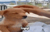 a person is petting a dog 's head in a video .