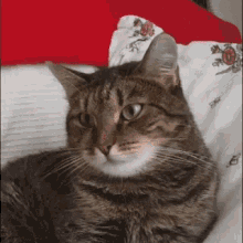 Cat Flower GIF - Cat Flower Confused GIFs