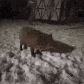 a fox is walking in the snow at night .