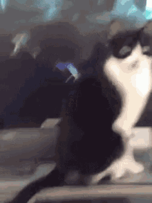 Cats In The Way GIF - Cats In The Way Blocking GIFs