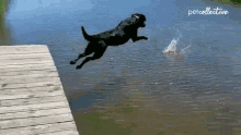 Swimming The Pet Collective GIF