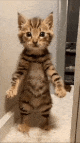 Cat Ai GIF
