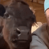 a person is holding a cow in their arms and the cow is looking at the camera .