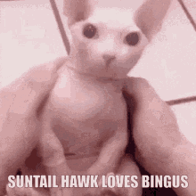 Suntail Hawk Suntail GIF - Suntail Hawk Suntail Bingus GIFs