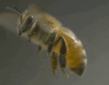 Flying Bee GIF - Flying Bee Animation GIFs