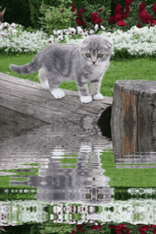 a gray and white kitten is standing on a wooden bridge over a pond