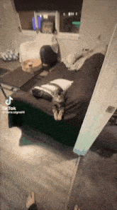 a cat is laying on a couch in a living room with a tiktok video
