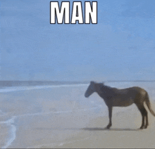 Horse Man GIF - Horse Man GIFs