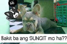 Gerald Santos Sungit GIF - Gerald Santos Sungit Frenchie Dog GIFs