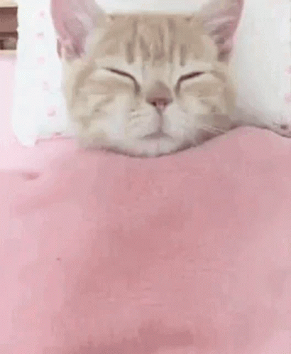 wake up cat gif