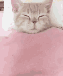 Cat Wake GIF - Cat Wake Up GIFs